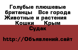 Голубые плюшевые британцы - Все города Животные и растения » Кошки   . Крым,Судак